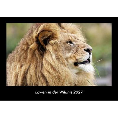Löwen in der Wildnis 2027 Fotokalender DIN A3