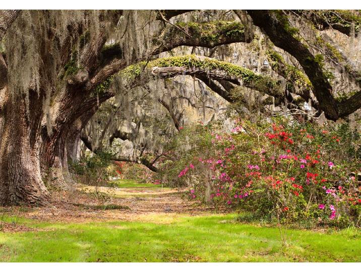 Papermoon Live Oak Tunnel