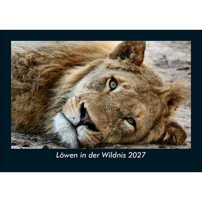 Löwen in der Wildnis 2027 Fotokalender DIN A5
