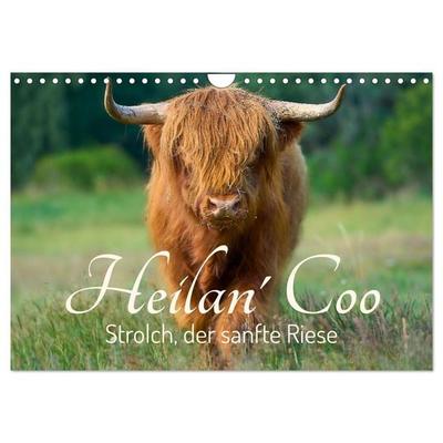 Heilan' Coo - Strolch, der sanfte Riese (Wandkalender 2027 DIN A4 quer), CALVENDO Monatskalender