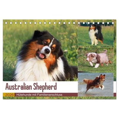 Australian Shepherd - Hütehunde mit Familienanschluss (Tischkalender 2026 DIN A5 quer), CALVENDO Monatskalender