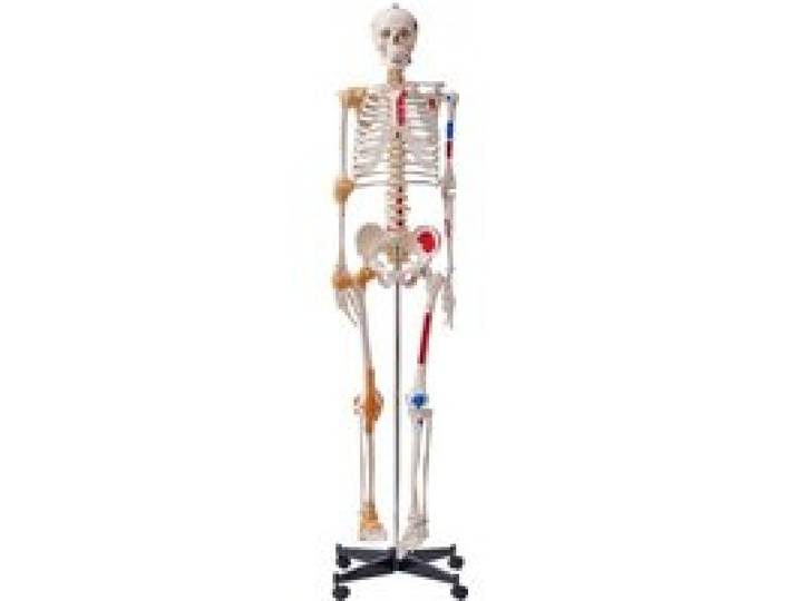 VEVOR Modèle Anatomique du Squelette Humain 182 cm de Haut Squelette Humain Anatomique avec Marquage des Muscles Modèle d'Enseignement Détaillé en PVC avec Support en Inox Stable Médecine Recherches