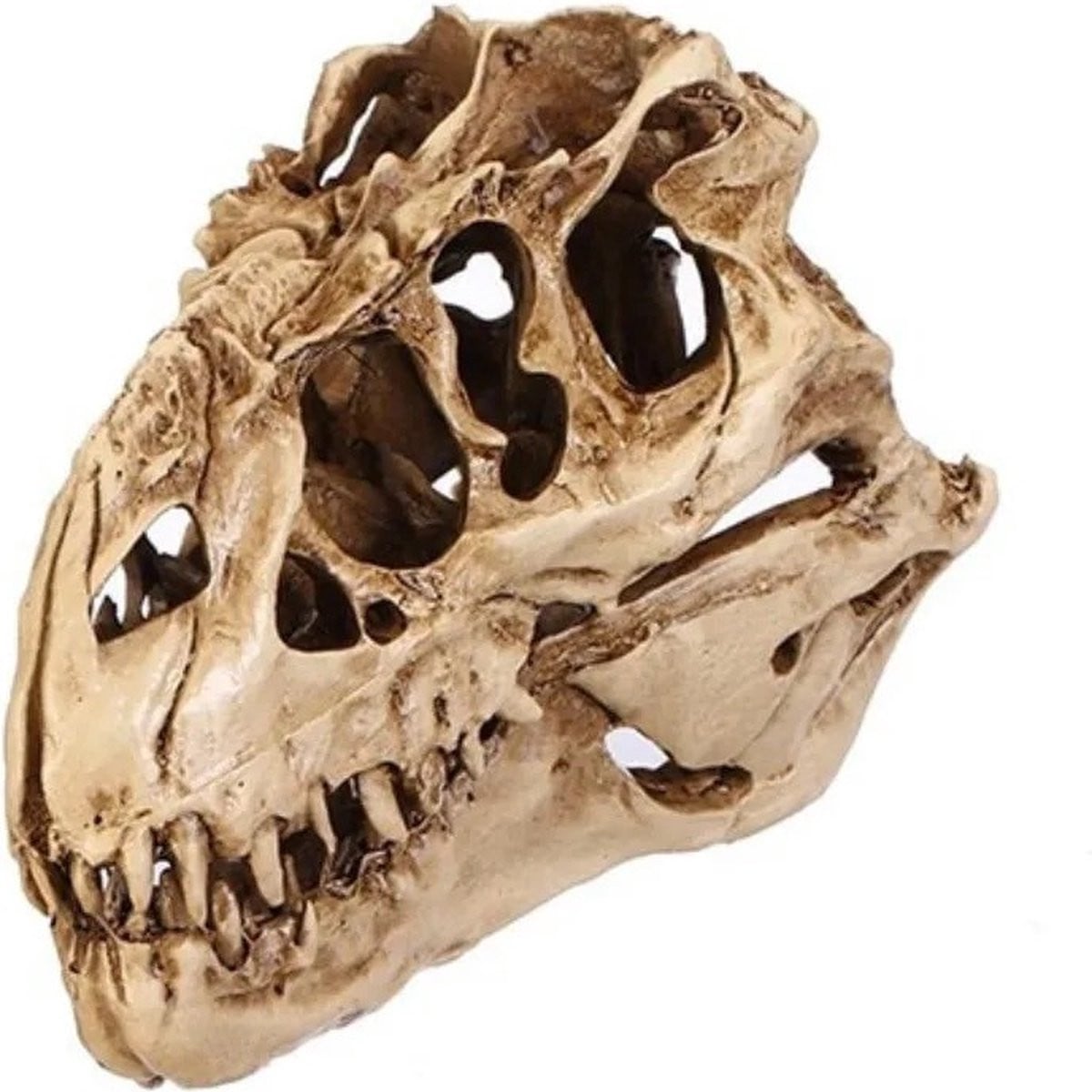 T-Rex Tyrannosaurus Rex Dinosaurus Replica Schedel voor volwassenen
