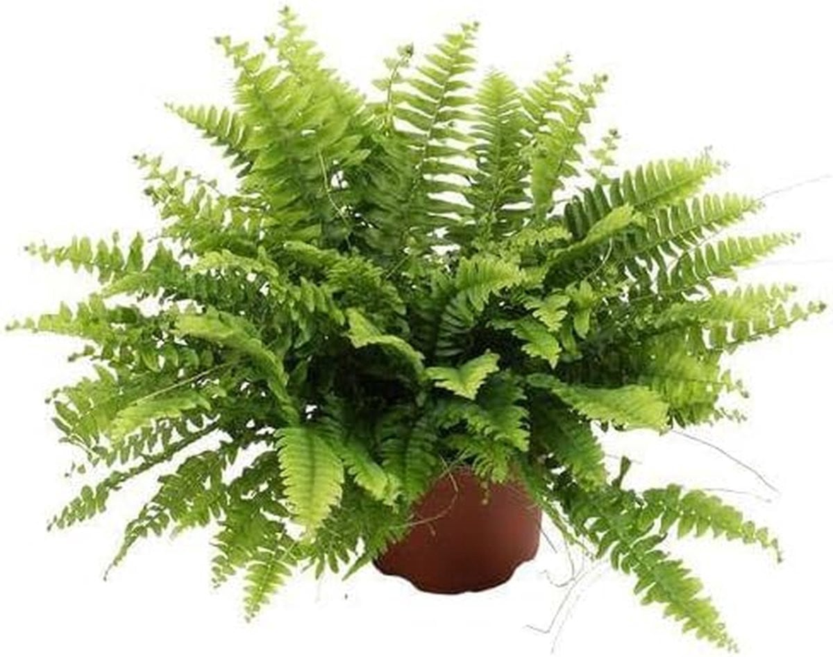Nephrolepis Boston Varen - Weelderige Groene Interieurdecoratie - Ø12 cm x 20 cm