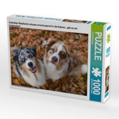 CALVENDO Puzzle Australian Shepherds schauen erwartungsvoll in die Kamera , gibt es ein Leckerchen? 1000 Teile Lege-Größe 64 x 48 cm Foto-Puzzle Bild