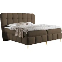 BOXBETT Lolly - H3