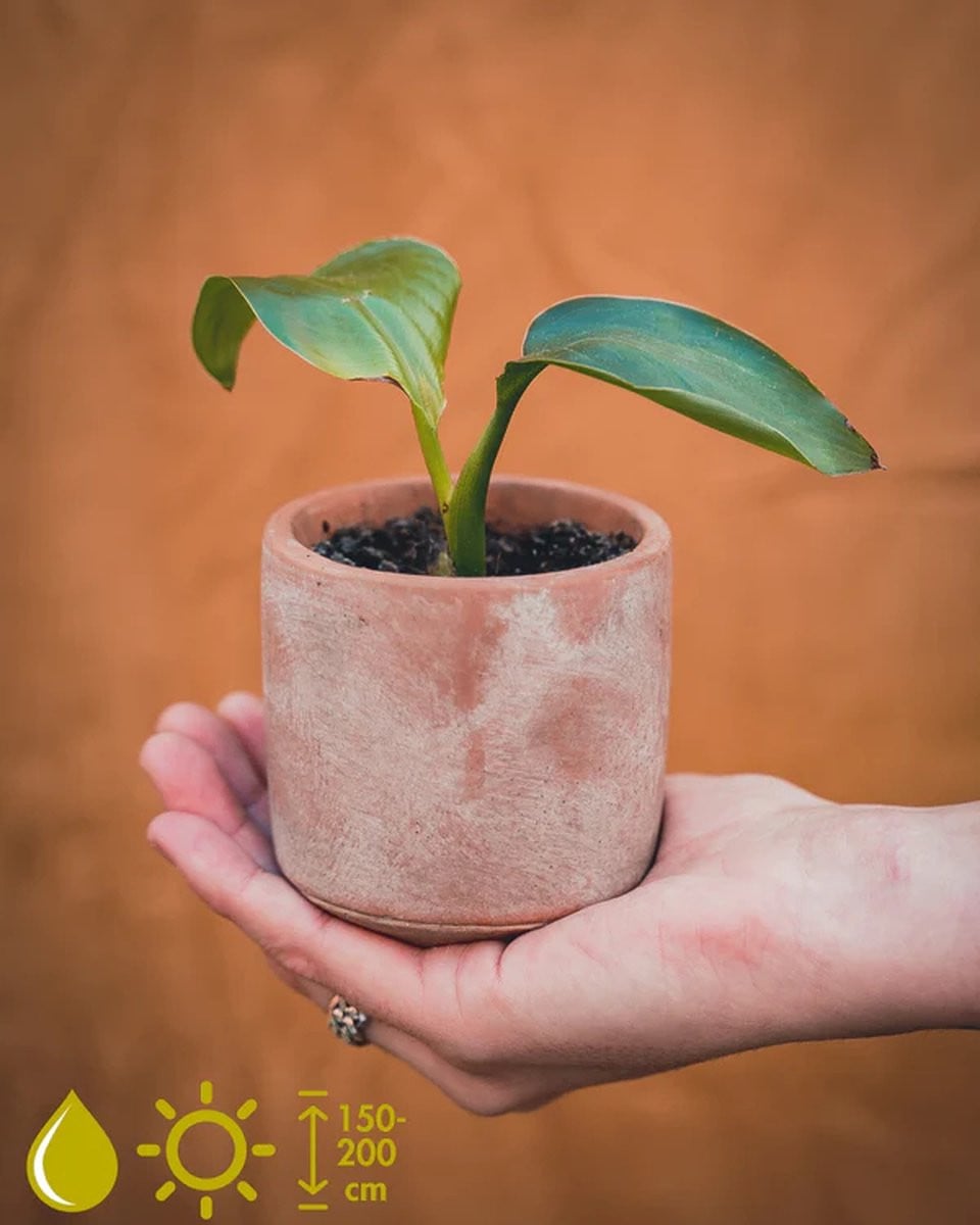 Strelitzia Nicolai kweeksetje - Grow Your Own