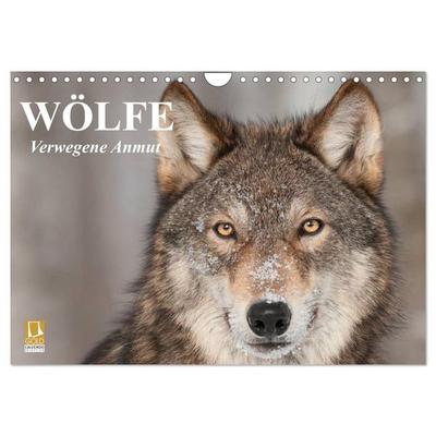 Wölfe. Verwegene Anmut (Wandkalender 2026 DIN A4 quer), CALVENDO Monatskalender