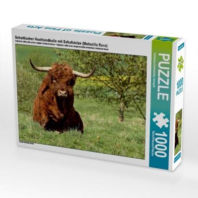 CALVENDO Puzzle Schottischer Hochlandbulle mit Schafstelze (Motacilla flava) | 1000 Teile Lege-Größe 64x48cm Foto-Puzzle für glückliche Stunden