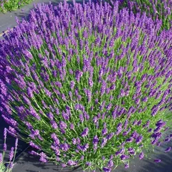 Schmalblättriger Lavendel – Lavandula angustifolia 'Hidcote Blue'
