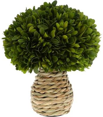 "Pavilion 10"" Preserved Boxwood Topiary"