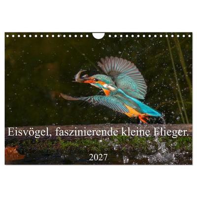 Eisvögel, faszinierende kleine Flieger. (Wandkalender 2027 DIN A4 quer), CALVENDO Monatskalender