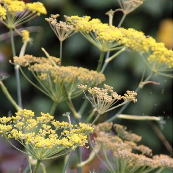 6 x Venkel Foeniculum vulgare Giant Bronze in pot van 9x9 cm van Arborix