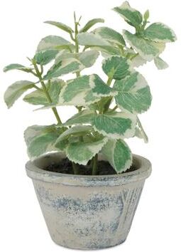 Melrose International "Potted Variegated Swedish Ivy 7""H"