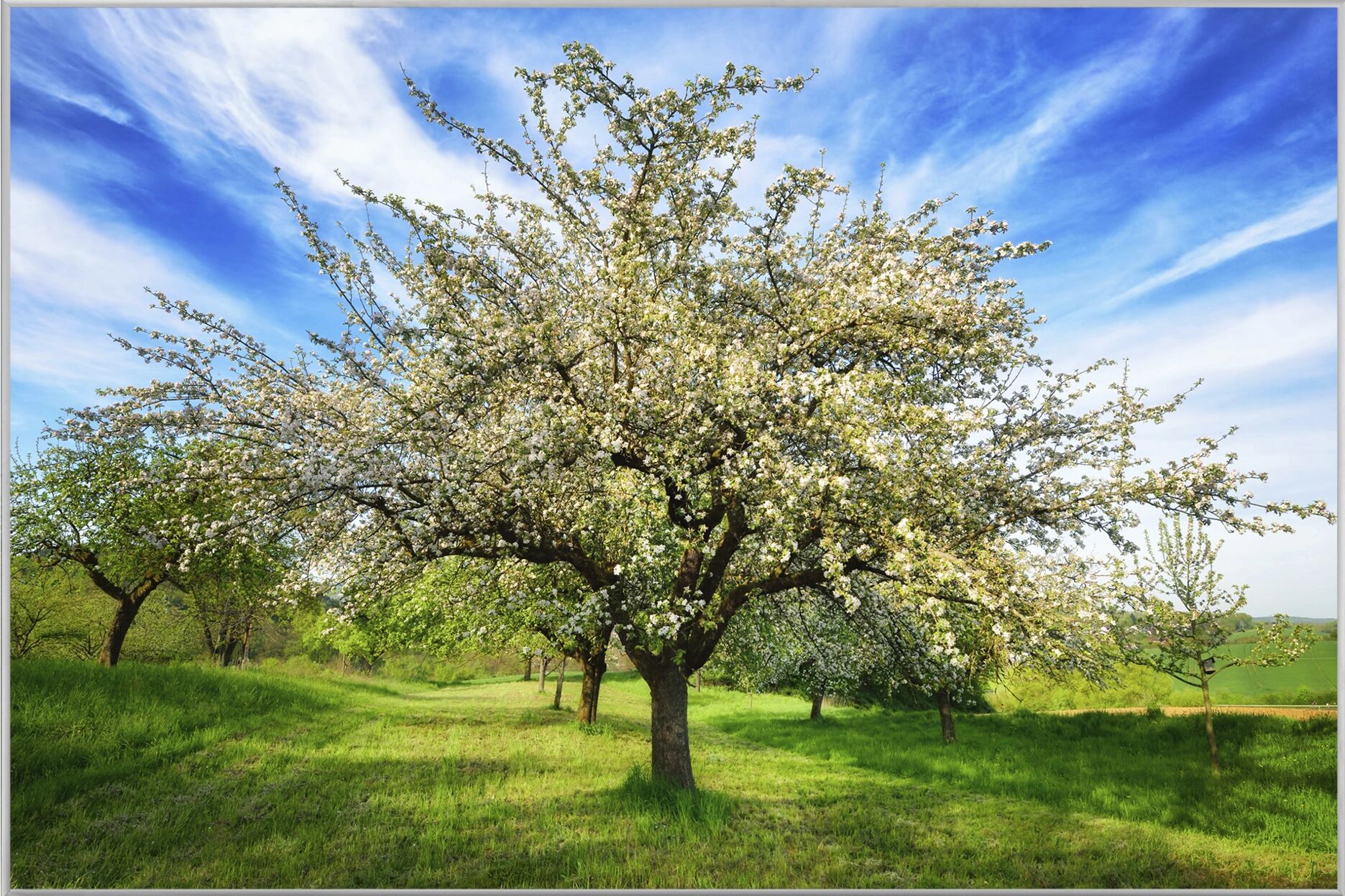 image LAND Blühende Obstbäume
