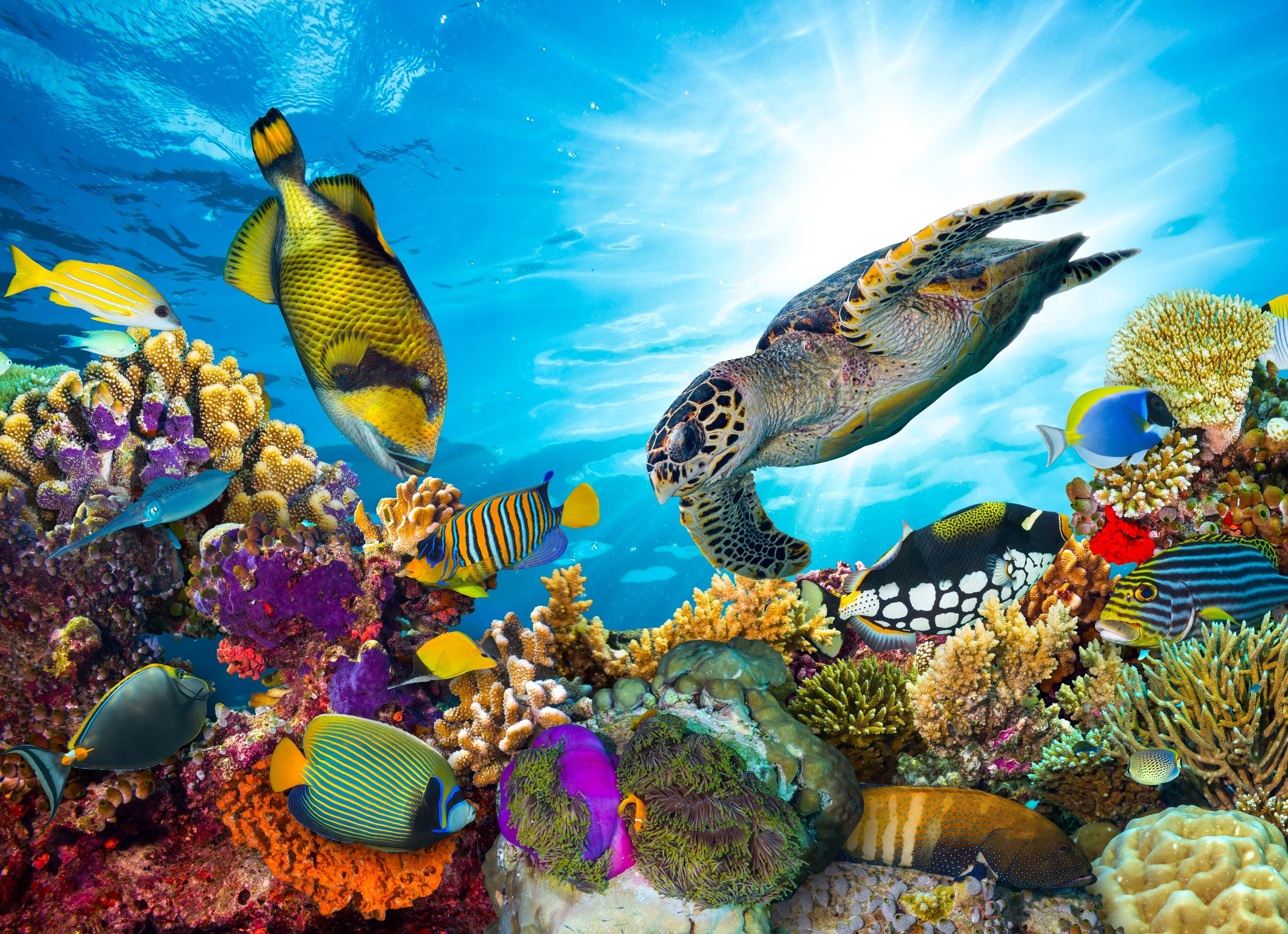 Fototapete PAPERMOON "Coral Reef Fiji", bunt, B:2,5m L:1,86m, Vlies, Tapeten, Fototapete bunt B/L: 2,5m x 1,86m, Bahnen: 5 Stk.