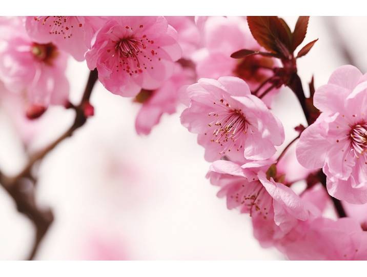 Fototapete PAPERMOON Peach Blossom , bunt, B:2,5m L:1,86m, Vlies, Tapeten, Fototapete