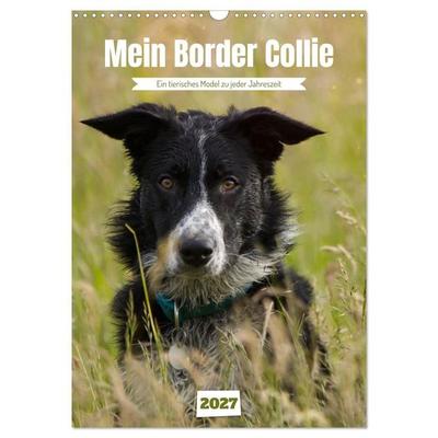 Mein Border Collie (Wandkalender 2027 DIN A3 hoch), CALVENDO Monatskalender