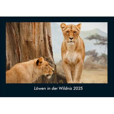 Löwen in der Wildnis 2025 Fotokalender DIN A4