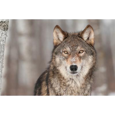 Fototapete PAPERMOON "WOLF-TIER HUNDE RAUBTIER GRAU RUDEL WALD WILD NATUR", bunt, B:2,5m L:1,86m, Vlies, Tapeten
