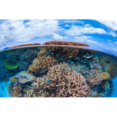 Fototapete PAPERMOON "Photo-Art BARATHIEU GABRIEL, SPLIT-LEVEL VON MAYOTTE REEF", bunt, B:3,5m L:2,6m, Vlies, Tapeten