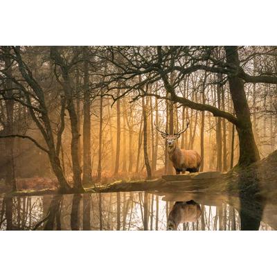 Fototapete PAPERMOON "Hirsch im Wald", bunt, B:2,5m L:1,86m, Vlies, Tapeten