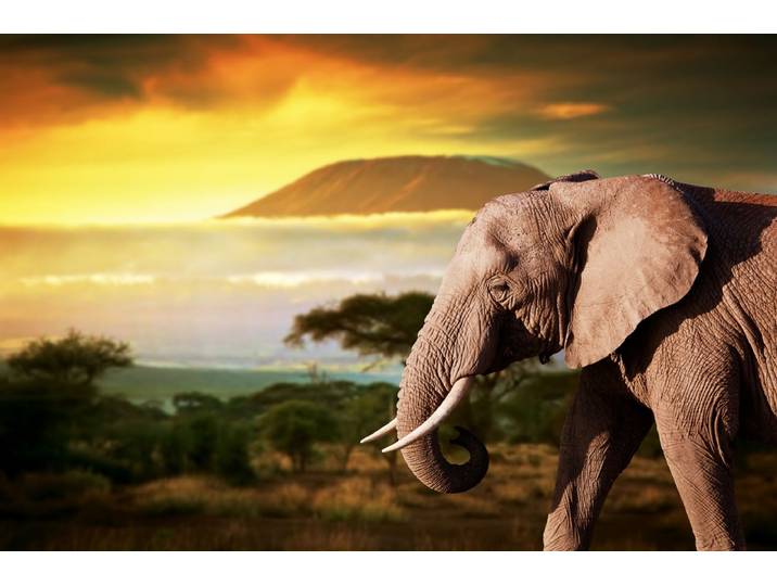 Fototapete PAPERMOON Elefant von Kilimanjaro , bunt, B:5m L:2,8m, Vlies, Tapeten, Fototapete