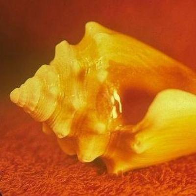 Sirenas - Allah-Las, CD