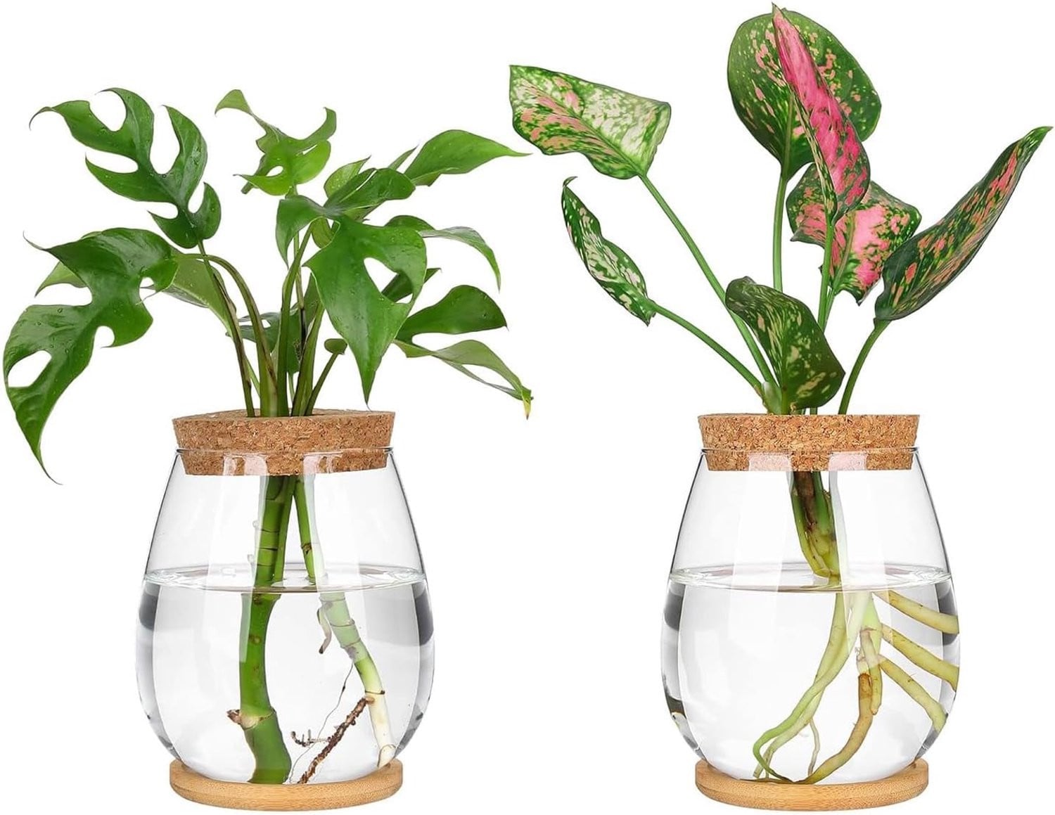 Set van 2 ShopVlot Hydroponic Plant Growing Stations met glazen vazen en standaard voor waterplanten en tulpen