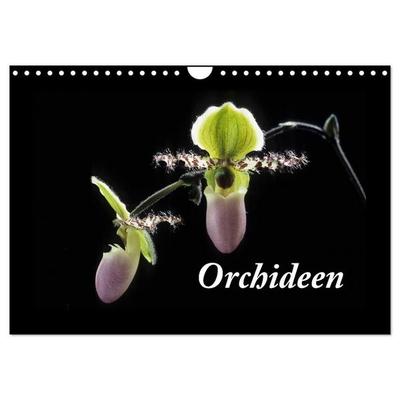 Orchideen 2027 (Wandkalender 2027 DIN A4 quer), CALVENDO Monatskalender