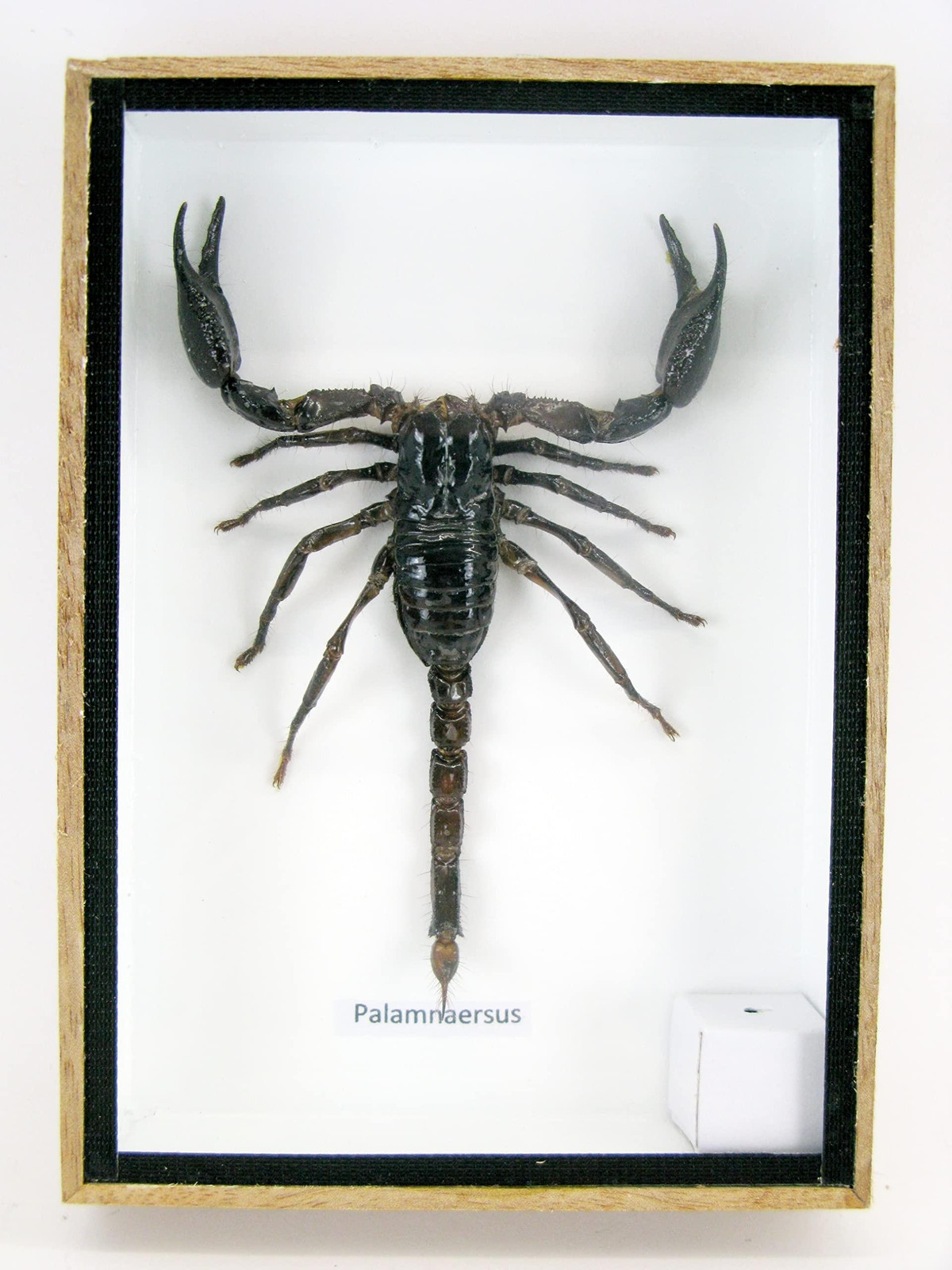Giant Scorpion in 3D Showbox van Hout