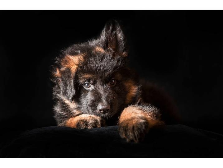 Fototapete PAPERMOON SCHÄFER-HUND TIER WELPE PORTRÄT LANGHAARIG STUDIO , bunt, B:4m L:2,6m, Vlies, Tapeten, Fototapete