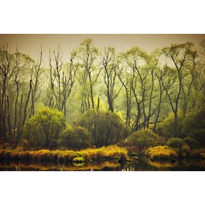 Fototapete PAPERMOON "BÄUME-NATUR LANDSCHAFT HERBST WALD DSCHUNGEL SEE WÄLDER", bunt, B:4,5m L:2,8m, Vlies, Tapeten