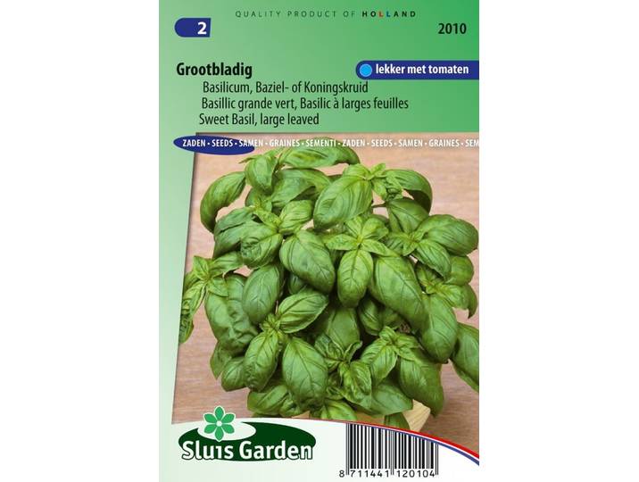 Basilicum zaden grove Ocimum Basilicum