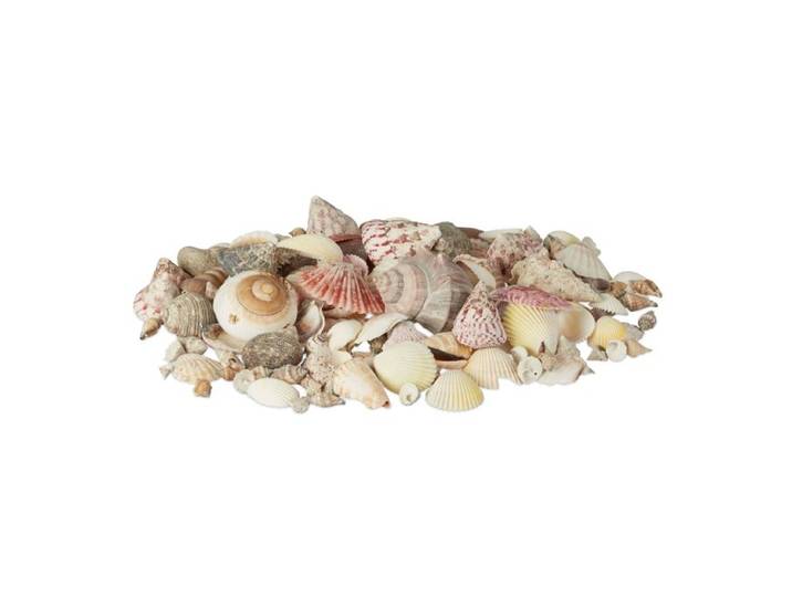 Relaxdays Muschel Set mit Meeresschnecken 1kg