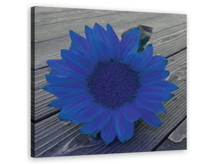 Feeby Wandbild blaue sonnenblume, Blau, Floral, Rechteckig, 50x50 cm, Bilder & Rahmen, Bilder, Leinwandbilder