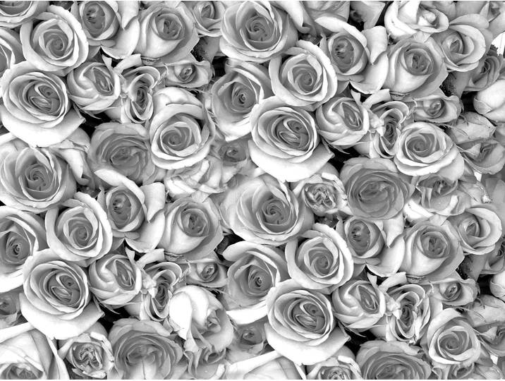 Fototapete PAPERMOON graue Rosen , bunt, B:2,5m L:1,86m, Vlies, Tapeten, Fototapete