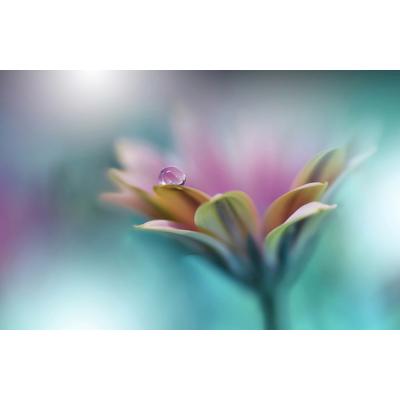 Papermoon "Zen Wassertropfen mit Blume Makro"