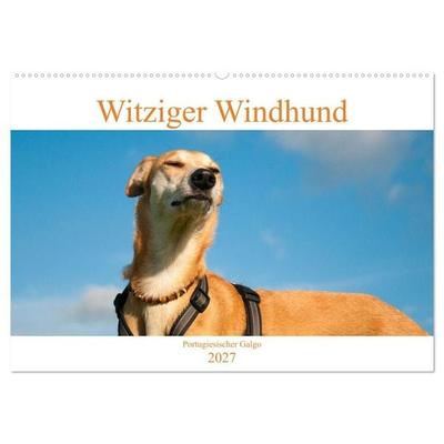 Witziger Windhund - Portugiesischer Galgo (Wandkalender 2027 DIN A2 quer), CALVENDO Monatskalender