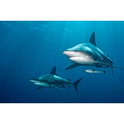 Fototapete PAPERMOON "SCHWARZSPITZEN-HAI-MEER UNTERWASSERWELT FISCHE DELFIN", bunt, B:5m L:2,8m, Vlies, Tapeten