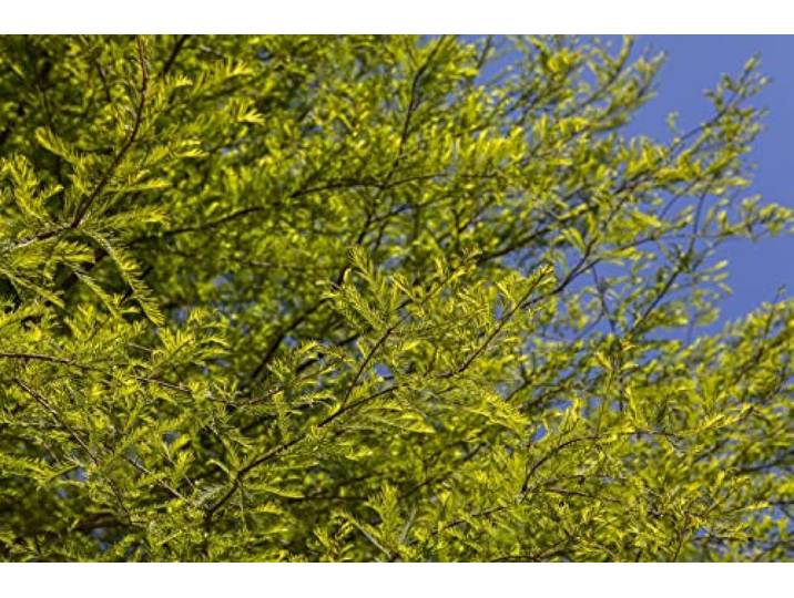Sumpfzypresse 150-175 cm Topf Taxodium distichum winterhart Teichpflanze sommergrün, kegelförmiger Wuchs bis 20-30 m, sonnig bis halbschattig, sumpfverträglich, Solitär am Teichrand