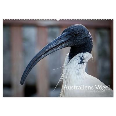 Australiens Vögel (Wandkalender 2027 DIN A2 quer), CALVENDO Monatskalender