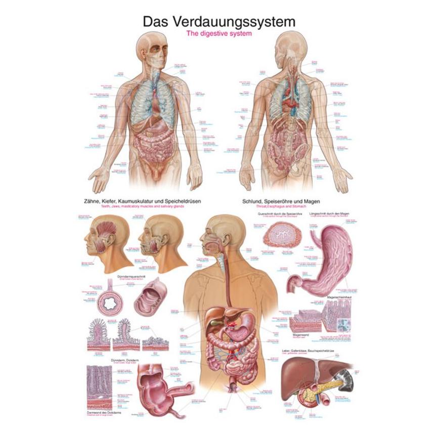 Erler Zimmer Lehrtafel Das Verdauungssystem, 70x100cm (EZ-AL117)