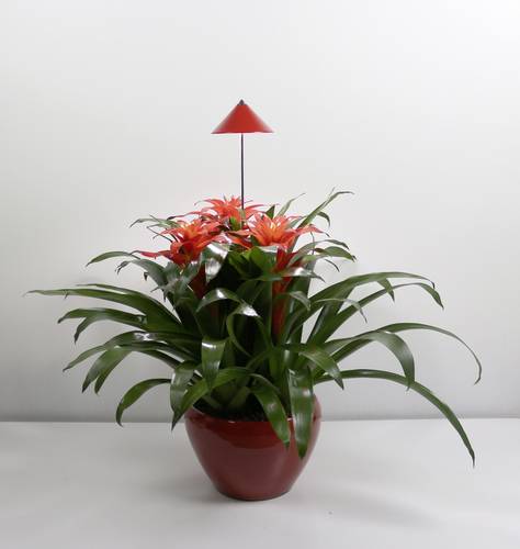 Venso LED-Pflanzenlampe SUNLiTE LED fest eingebaut 7W Neutralweiß 1St.