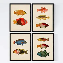 POSTER Set mit 4 Malediven 10 verschiedenen Fischen A4 Rahmenlos