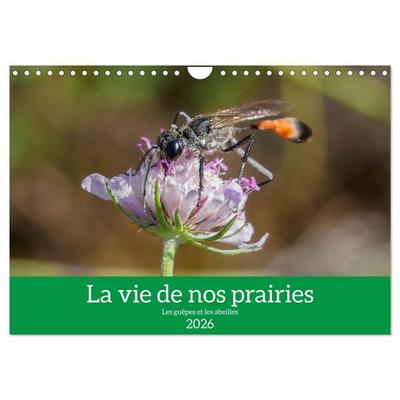 La vie de nos prairies - Les guêpes et les abeilles (Calendrier mural 2026 DIN A4 vertical), CALVENDO calendrier mensuel