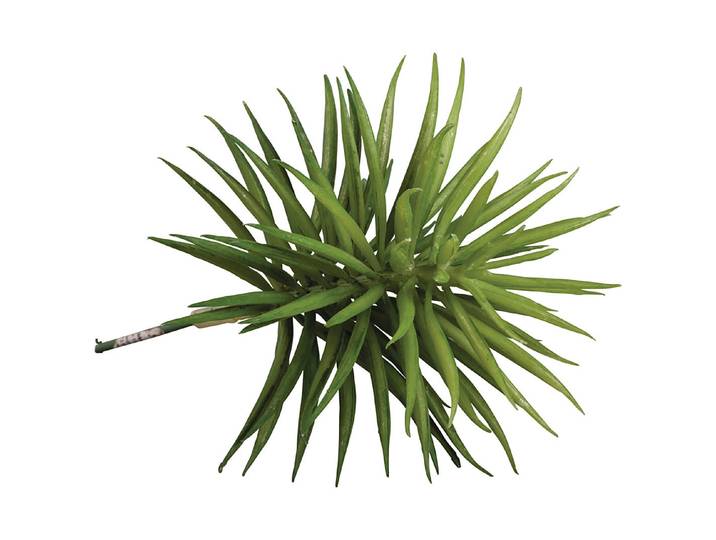 Rayher Sukkulente Senecio 10 × 9.5 cm