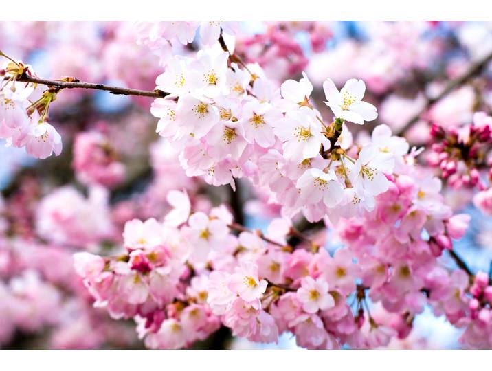 Fototapete PAPERMOON Cherry Blossoms , bunt, B:5m L:2,8m, Vlies, Tapeten, Fototapete