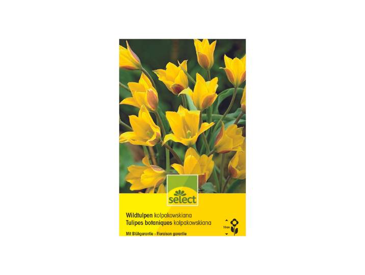 Select Blumenzwiebel Kolpakowskiana