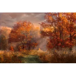 Fototapete PAPERMOON "HERBST-WALD-ROTE EICHEN BAUM NATUR PFLANZE SONNE NEBEL", bunt, B:3,5m L:2,6m, Vlies, Tapeten